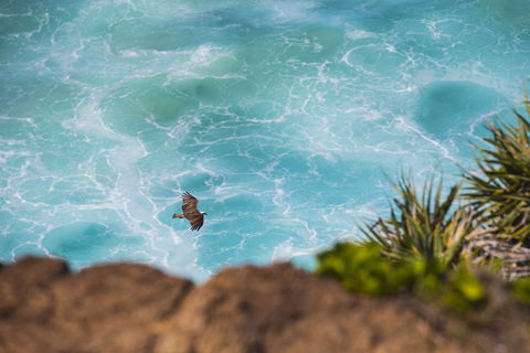 Birdwatching On The Fraser Coast - Accommodation Bookings 0