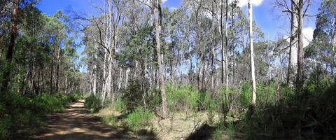 Blue Range Camping And Picnic Area - Accommodation Bookings 1