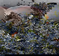 Coldstream - Accommodation Bookings