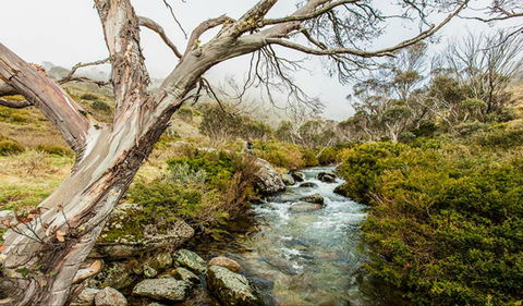 Dead Horse Gap Walking Track - Accommodation Bookings 0