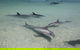 Dolphins Of Monkey Mia - thumb 0