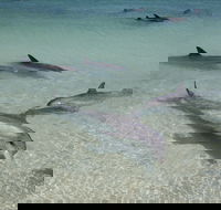 Dolphins of Monkey Mia - Accommodation Bookings