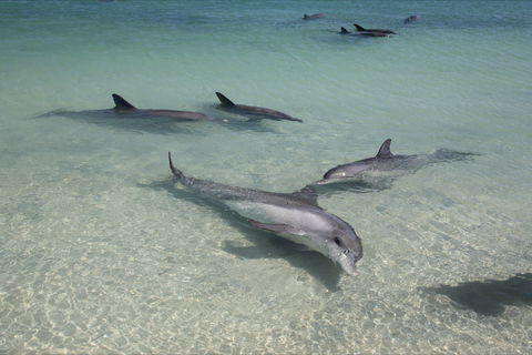 Dolphins Of Monkey Mia - Accommodation Bookings 0