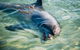 Dolphins Of Monkey Mia - thumb 1