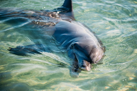 Dolphins Of Monkey Mia - Accommodation Bookings 1