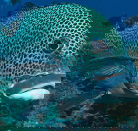 Fish Bowl Dive Site - Accommodation Bookings