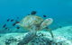 Flinders Reef Dive Site - thumb 0