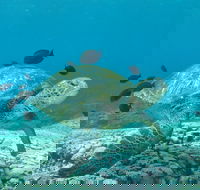 Flinders Reef Dive Site - Accommodation Bookings