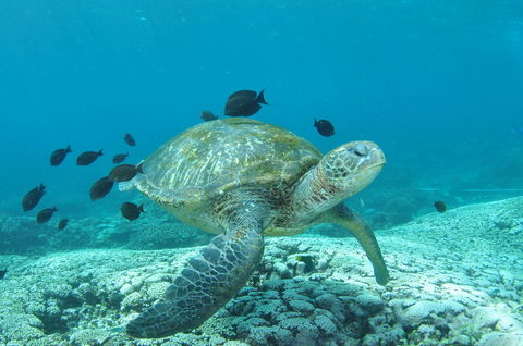 Flinders Reef Dive Site - Accommodation Bookings 0