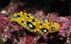 Flinders Reef Dive Site - thumb 1