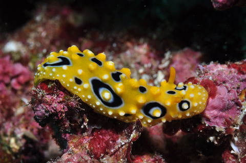 Flinders Reef Dive Site - Accommodation Bookings 1