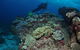 Flinders Reef Dive Site - thumb 2