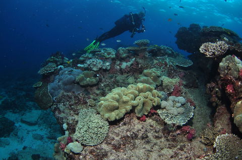Flinders Reef Dive Site - Accommodation Bookings 2