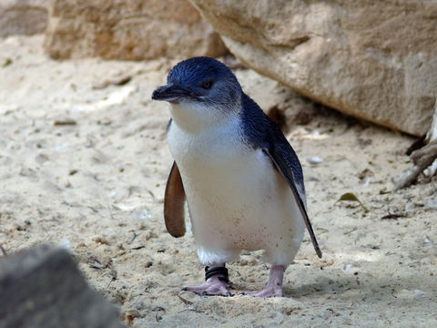 Granite Island Nature Park - Guided Penguin Tours - Accommodation Bookings 0