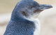 Granite Island Nature Park - Guided Penguin Tours - thumb 1