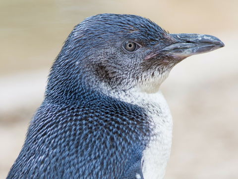 Granite Island Nature Park - Guided Penguin Tours - Accommodation Bookings 1