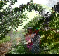 Harben Vale Pick Your Own Cherries - Accommodation Bookings
