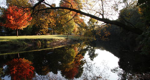 Jamieson Significant Trees - Accommodation Bookings 0
