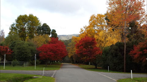 Jamieson Significant Trees - Accommodation Bookings 1