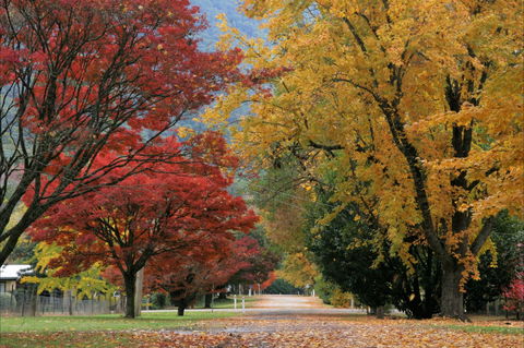 Jamieson Significant Trees - Accommodation Bookings 2