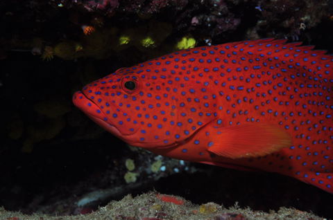 Maori Wrasse Bommie Dive Site - Accommodation Bookings 0