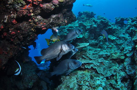 Maori Wrasse Bommie Dive Site - Accommodation Bookings 1