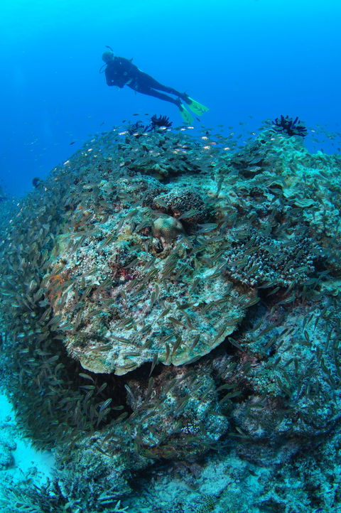 Maori Wrasse Bommie Dive Site - Accommodation Bookings 2