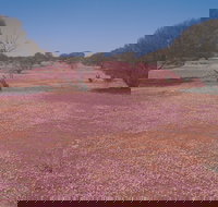 Meekatharra - Accommodation Bookings