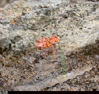 Moorooduc Quarry Walk  Stairs Circuit - Accommodation Bookings