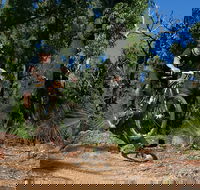Scorpion Trail Kalamunda Mountain Bike Trails - Accommodation Bookings