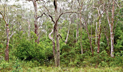 Scutts Hut Trail - Accommodation Bookings 0
