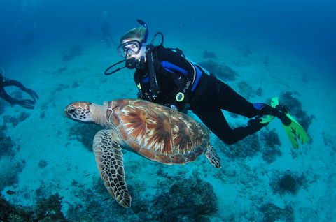 Second Reef Dive Site - Accommodation Bookings 0