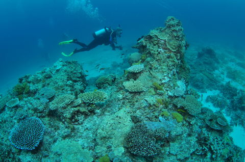 Second Reef Dive Site - Accommodation Bookings 1