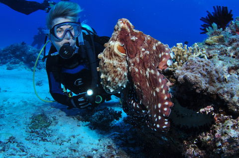 Second Reef Dive Site - Accommodation Bookings 2