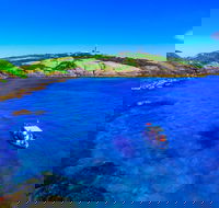 Snorkelling Montague Island - Accommodation Bookings