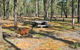 Two Dams Picnic Area - thumb 0