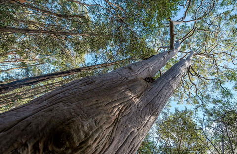 Wallumatta Nature Reserve - Accommodation Bookings 0