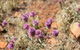 Walpa Gorge Walk - thumb 0