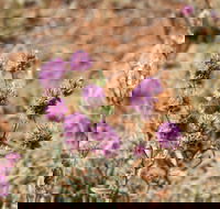 Walpa Gorge walk - Accommodation Bookings