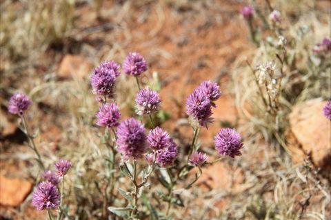 Walpa Gorge Walk - Accommodation Bookings 0