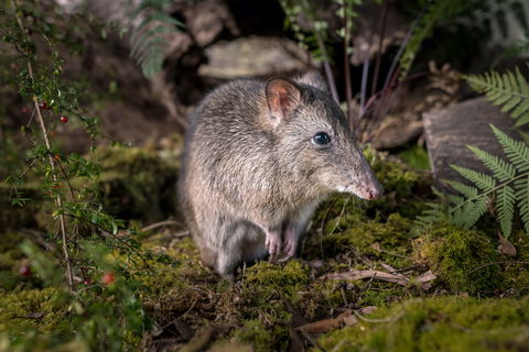 Wildlife Wonders - Accommodation Bookings 0