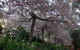 Wildwood Garden - thumb 0
