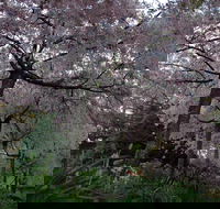 Wildwood Garden - Accommodation Bookings
