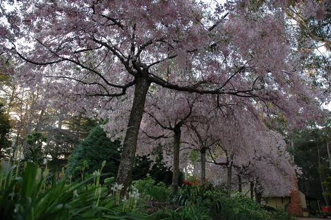 Wildwood Garden - Accommodation Bookings 0