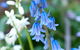 Wildwood Garden - thumb 1