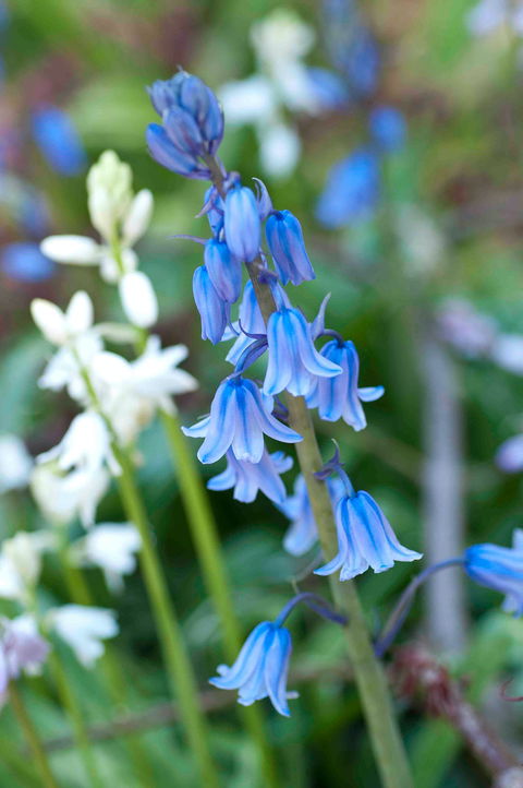 Wildwood Garden - Accommodation Bookings 1