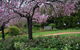 Wildwood Garden - thumb 2
