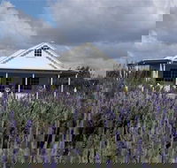 Amandine Lavender - Accommodation Bookings