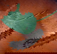 Batchelor Butterfly Farm  Pet Garden - Accommodation Bookings