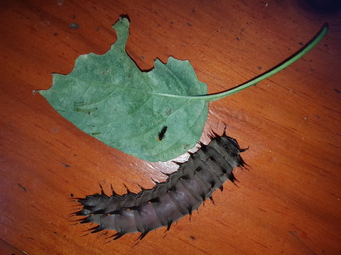 Batchelor Butterfly Farm & Pet Garden - Accommodation Bookings 0